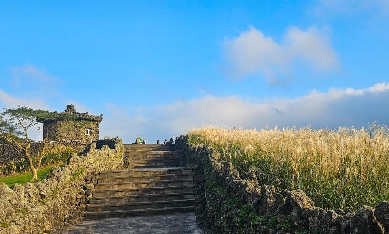 濟州島秋季粉紅慕利節一日遊