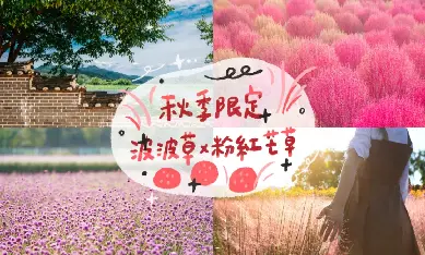 首爾出發| 粉紅芒草秋季慶典 波波草原、仙級粉紅芒草 X 抱川藝術谷 X 香草島樂園