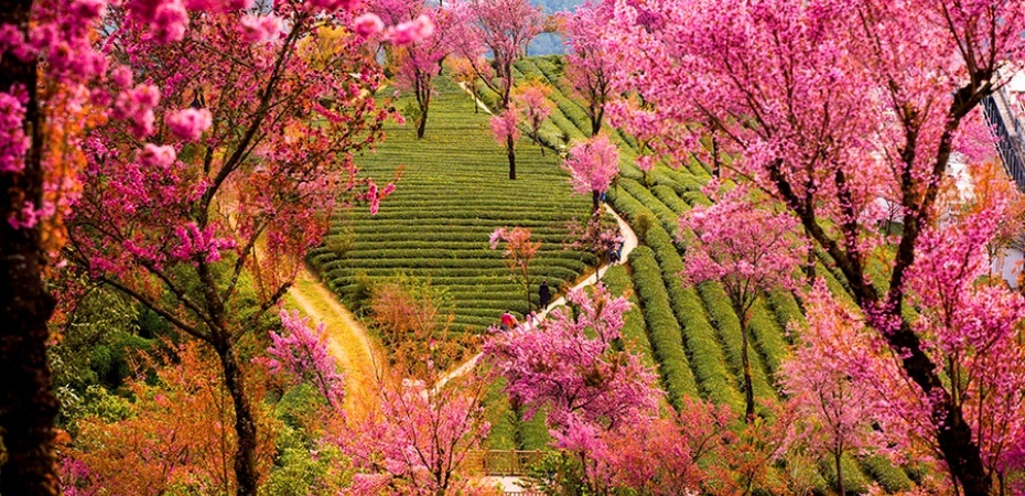 茶山櫻花谷12.jpg
