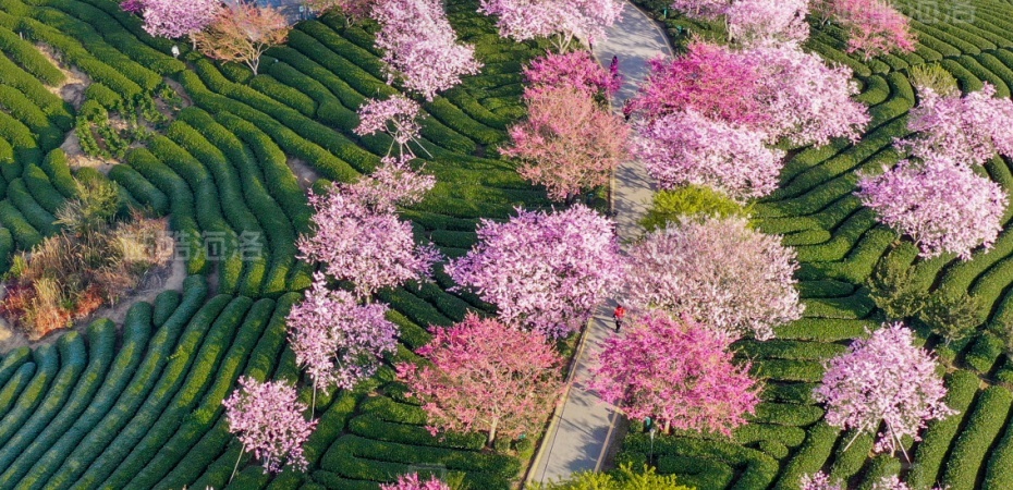 茶山櫻花谷13.jpg