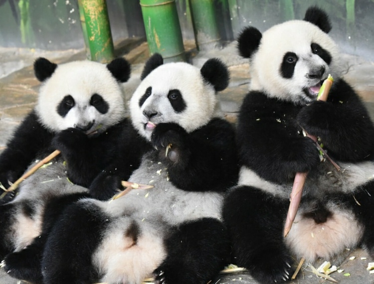 廣州長隆野生動物世界+長隆飛鳥樂園雙園套票圖片