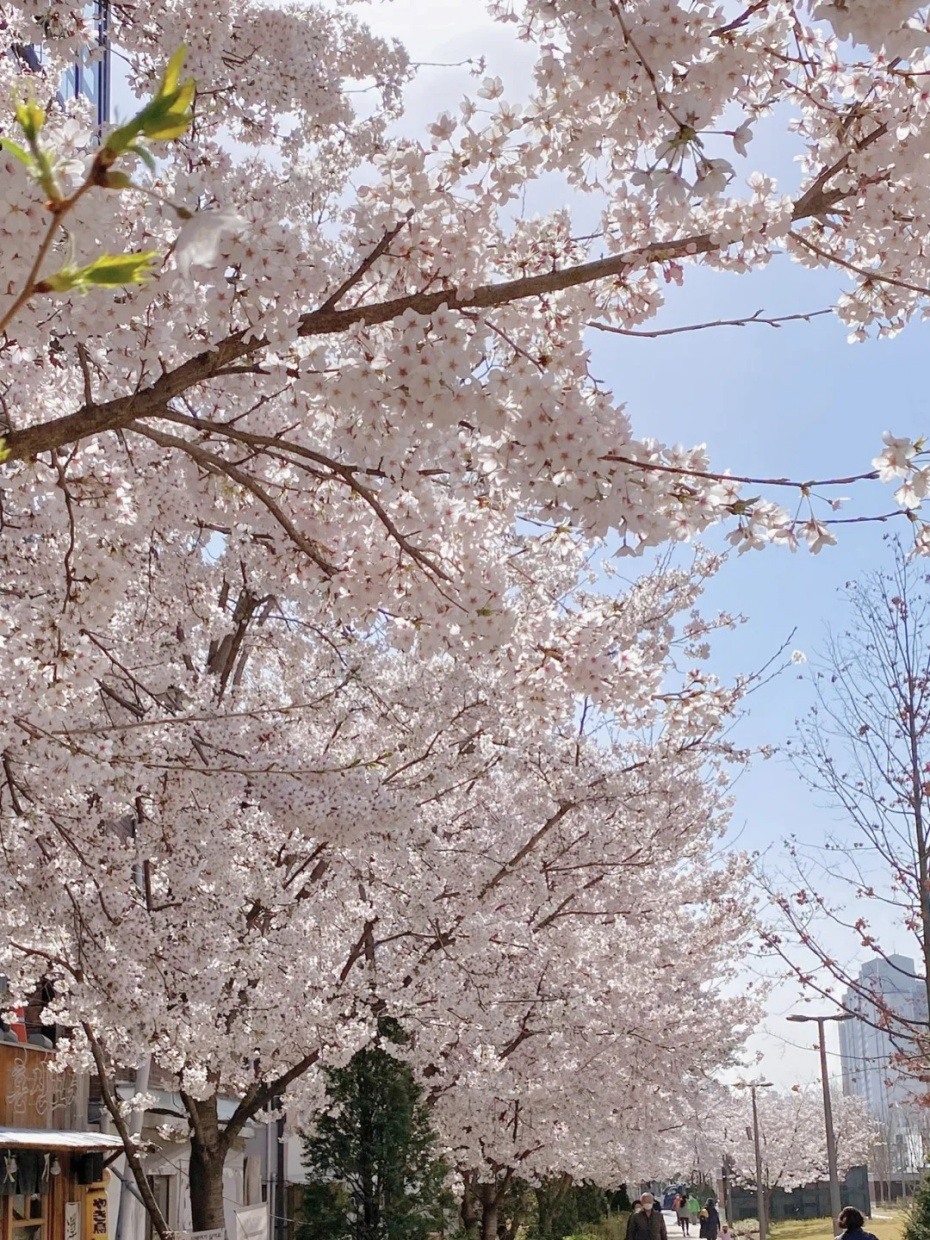 韩国🇰🇷首尔｜弘大的樱花🌸季_4_BON在韩国_来自小红书网页版.jpg