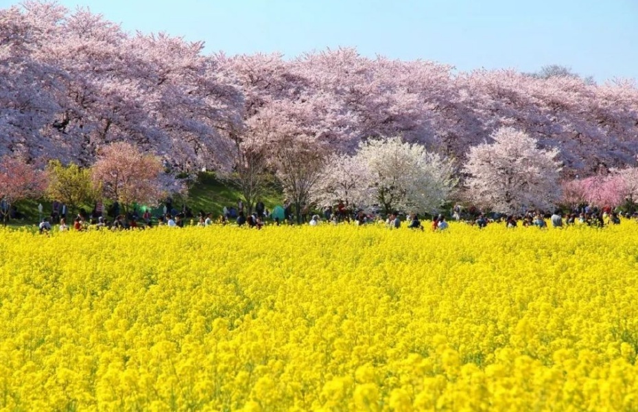 幸手権現堂公園2.jpg