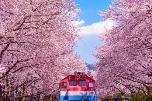 Jinhae.jpg