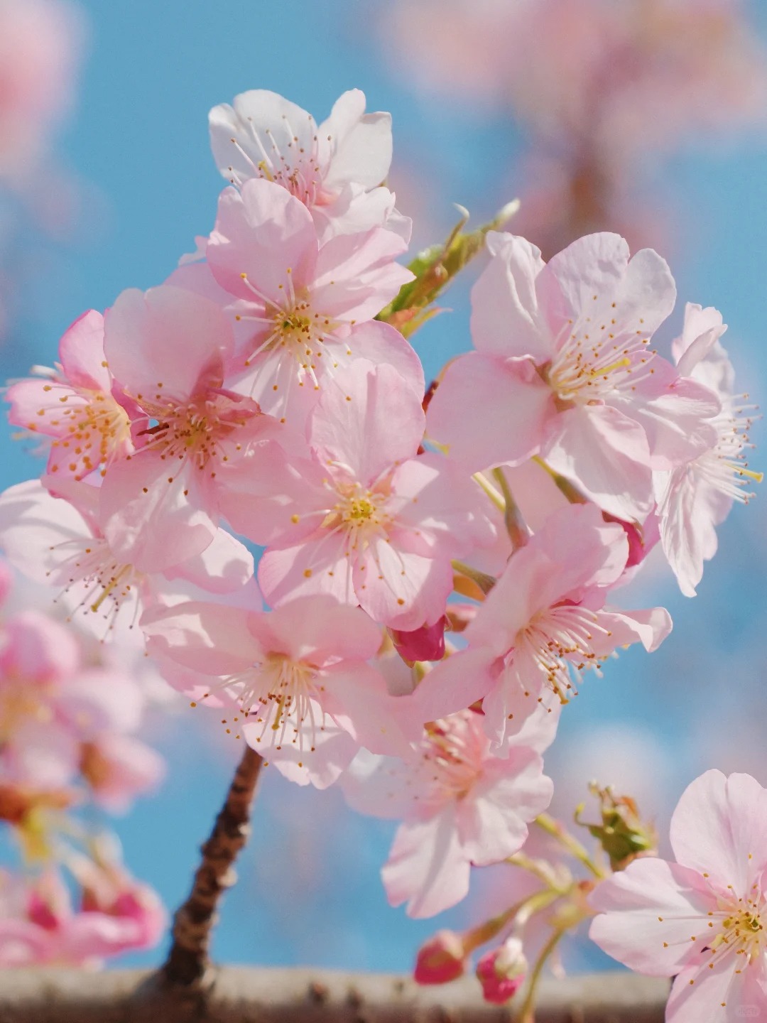 实拍花港观鱼早樱🌸富士春日樱花拍摄参数_3_无一物_来自小红书网页版.jpg