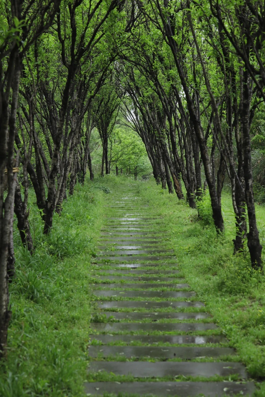 西溪湿地，现实版绿野仙踪（免费区域）。_1_春光明媚_来自小红书网页版.jpg