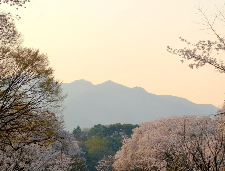 🇰🇷韩国｜首尔大公园4月6日樱花情况汇报🌸_4_.CHly_来自小红书网页版.jpg