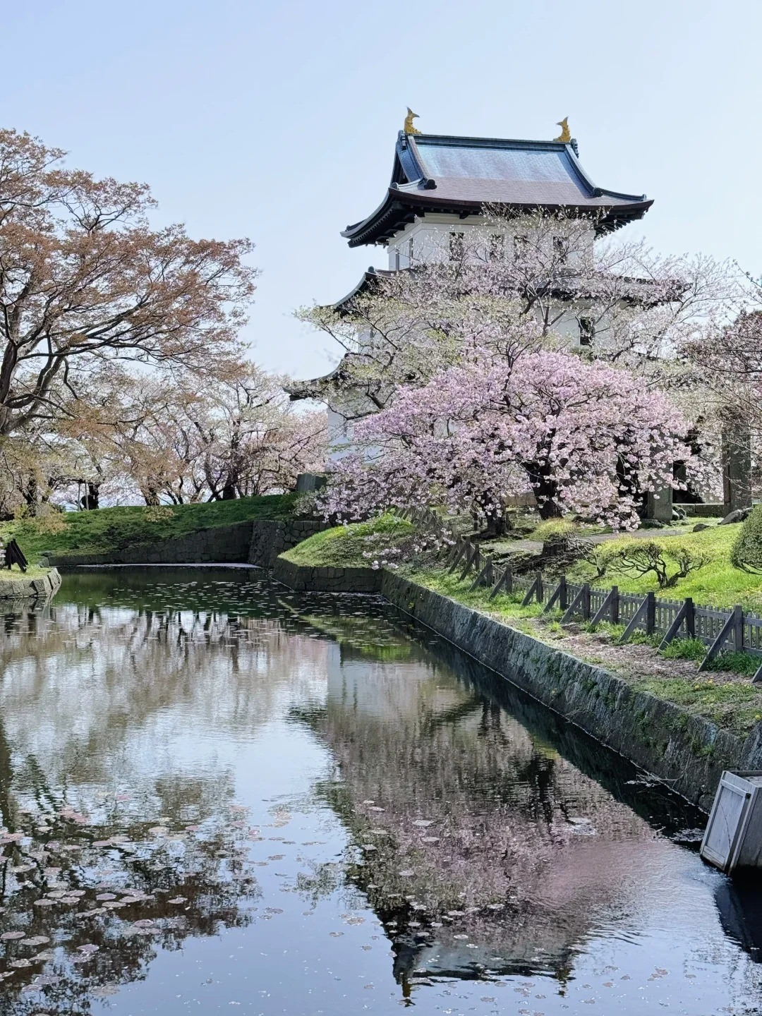 过分美丽了，北海道的春天_12_道草日本游学_来自小红书网页版.jpg