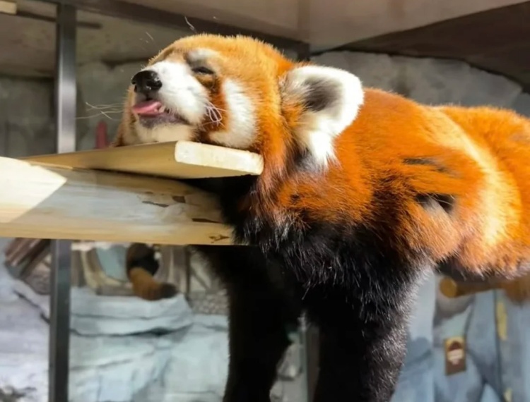 產品圖片