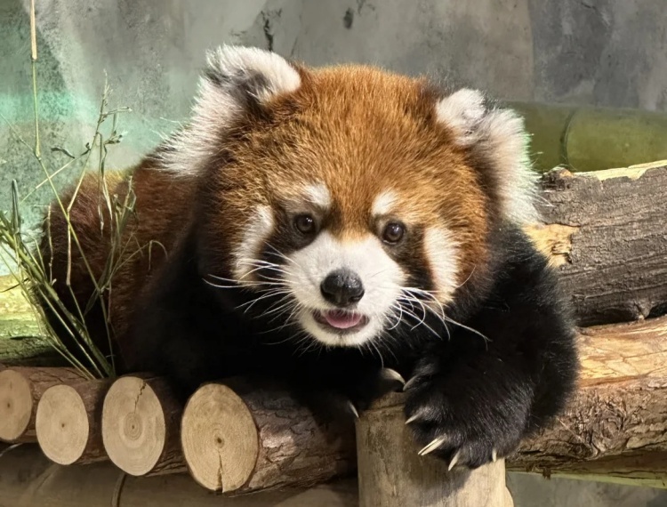 產品圖片