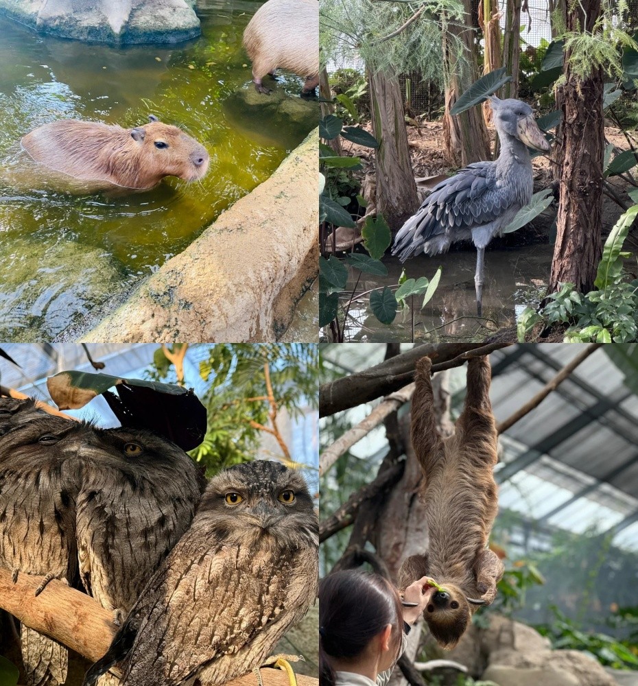 水豚+鲸头鹤+猫头鹰+蜜袋鼠.jpg