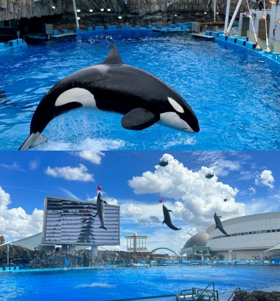 海豚拼图.jpg