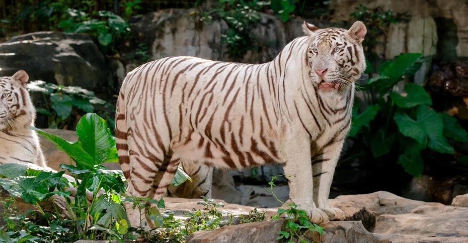 廣州野生動物園930-4.jpg