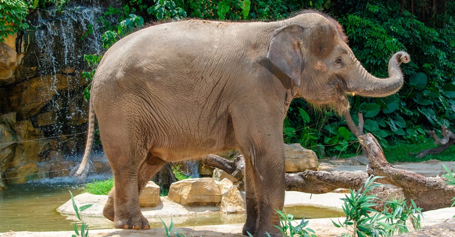 廣州野生動物園930-7.jpg