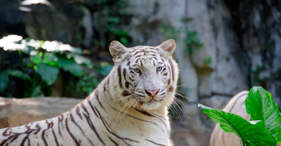 廣州野生動物園930-3.jpg