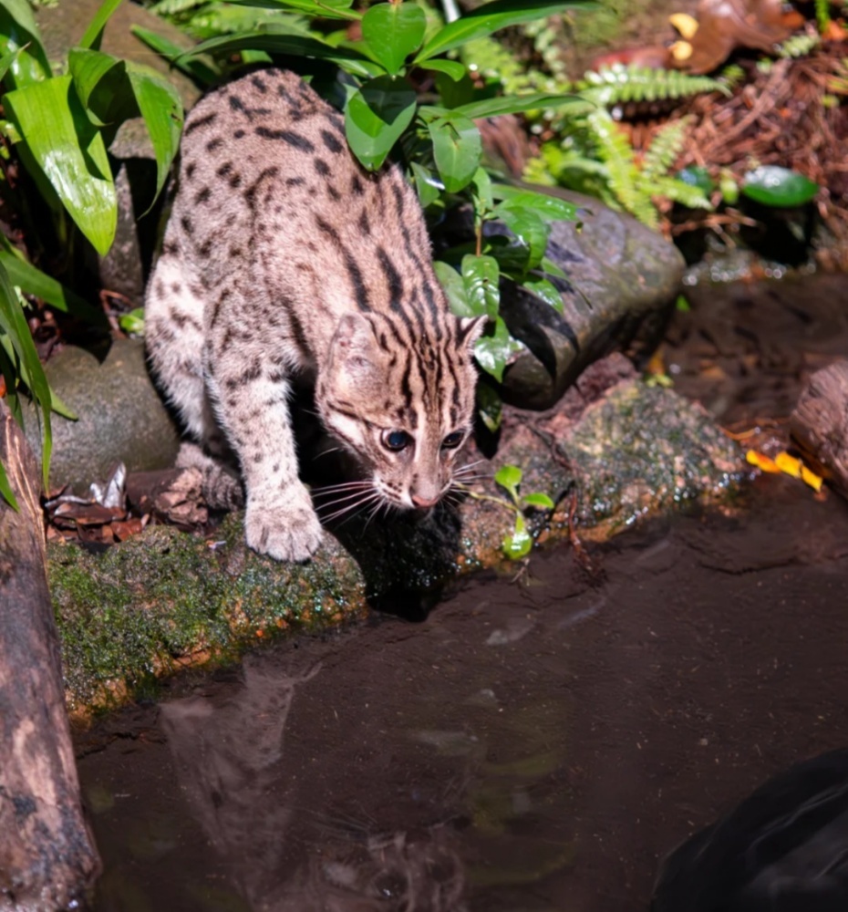 930-钓鱼猫.jpg