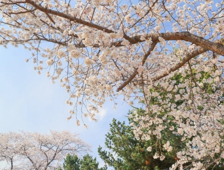 慶州塔3.jpg