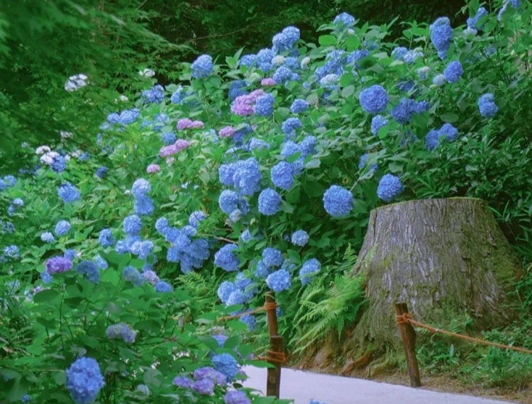 產品圖片