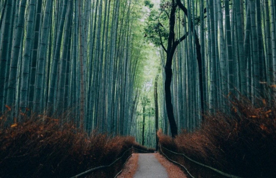 930-竹林小径.jpg