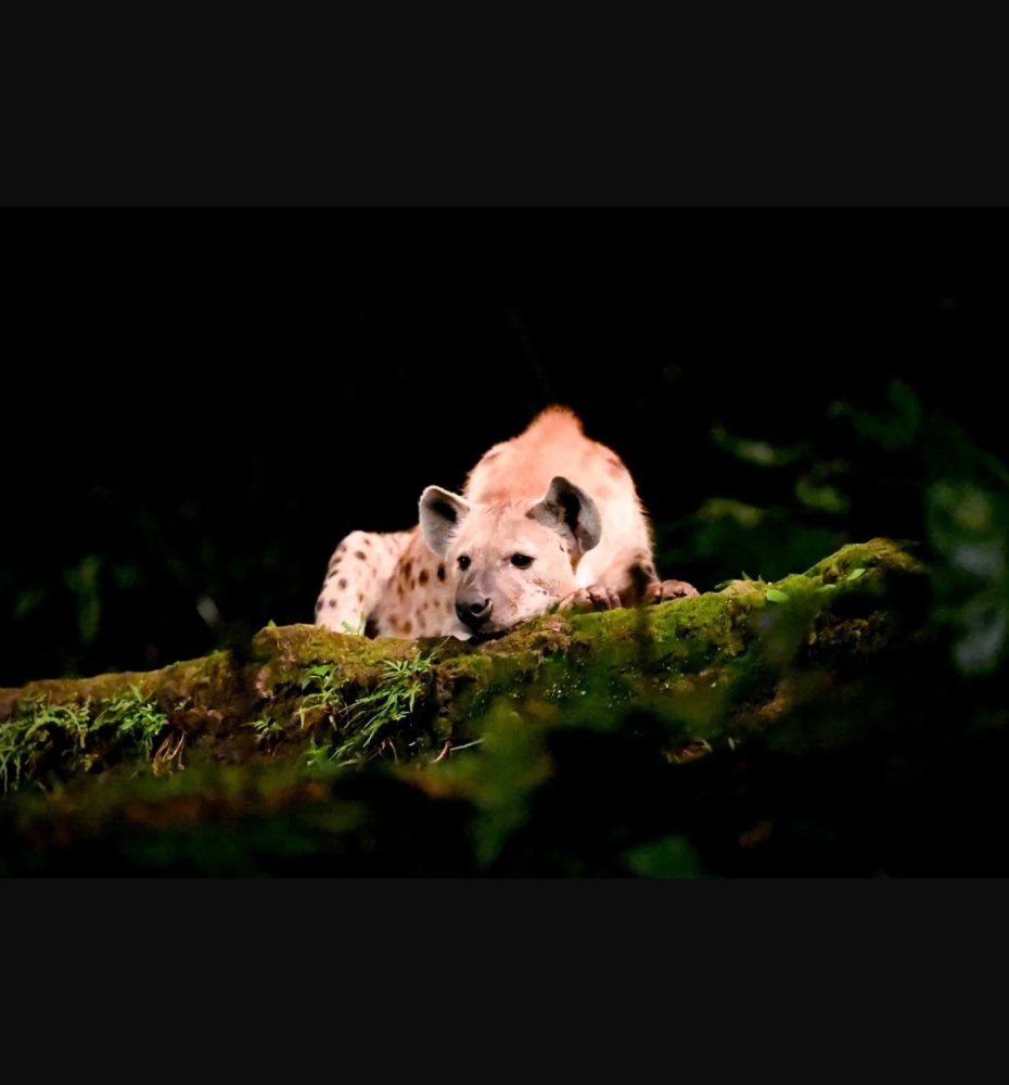 Mandai四园3：夜间动物园 night safari_1_vv_来自小红书网页版.jpg