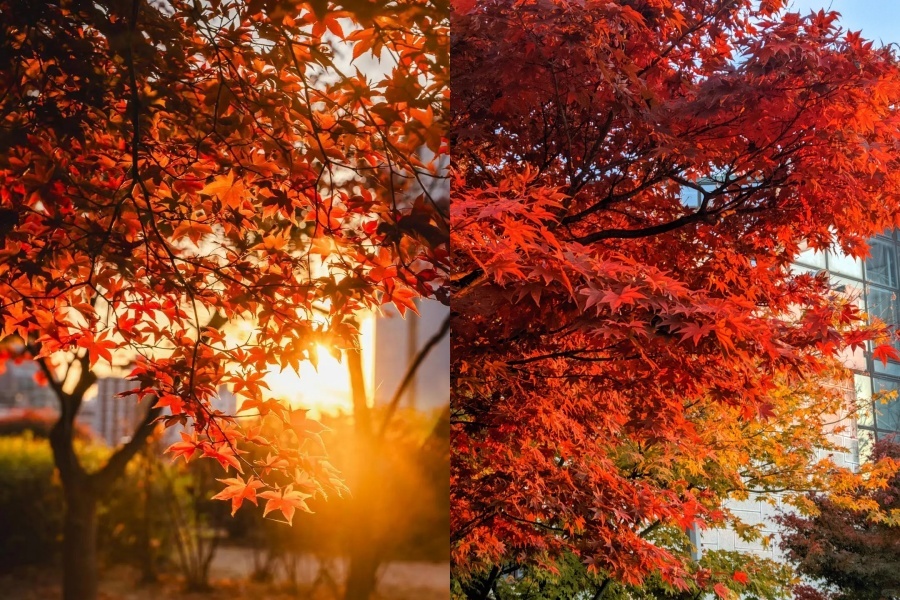 梨花女子大学2.jpg