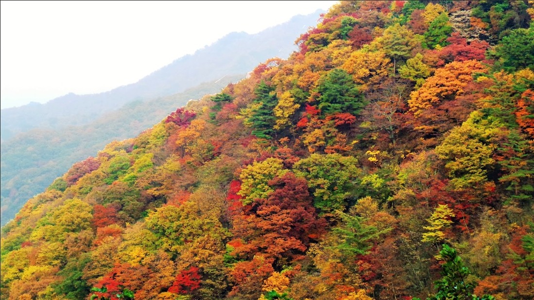 智1.png