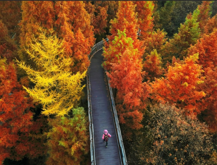 長泰山1_1.png