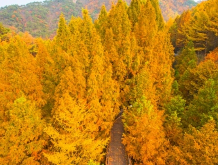 長泰山5_1.png
