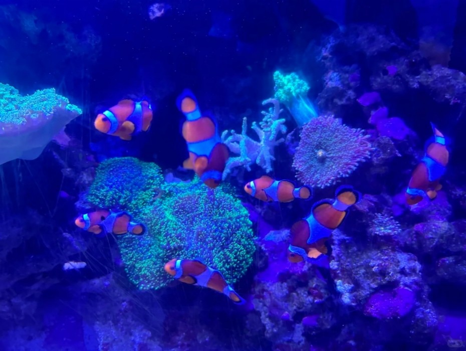 930-珊瑚礁.jpg