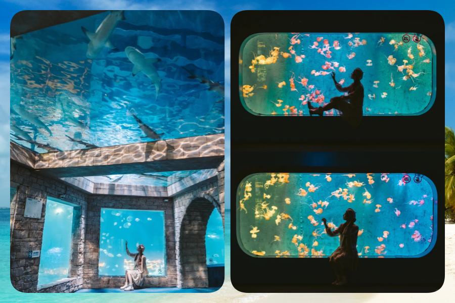 海洋3.png