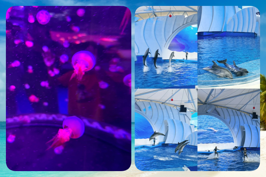 海洋2.png