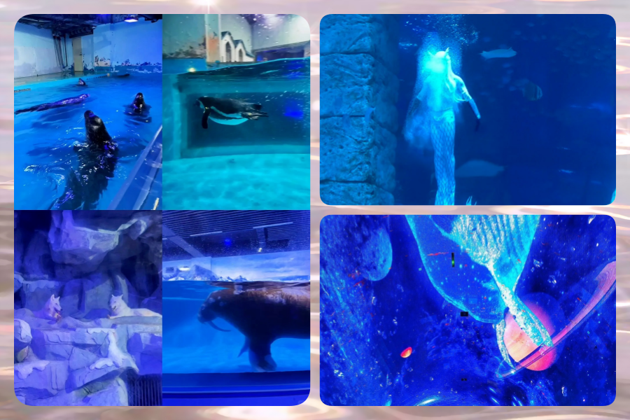 202507091153-4309264684.png 海洋2.png