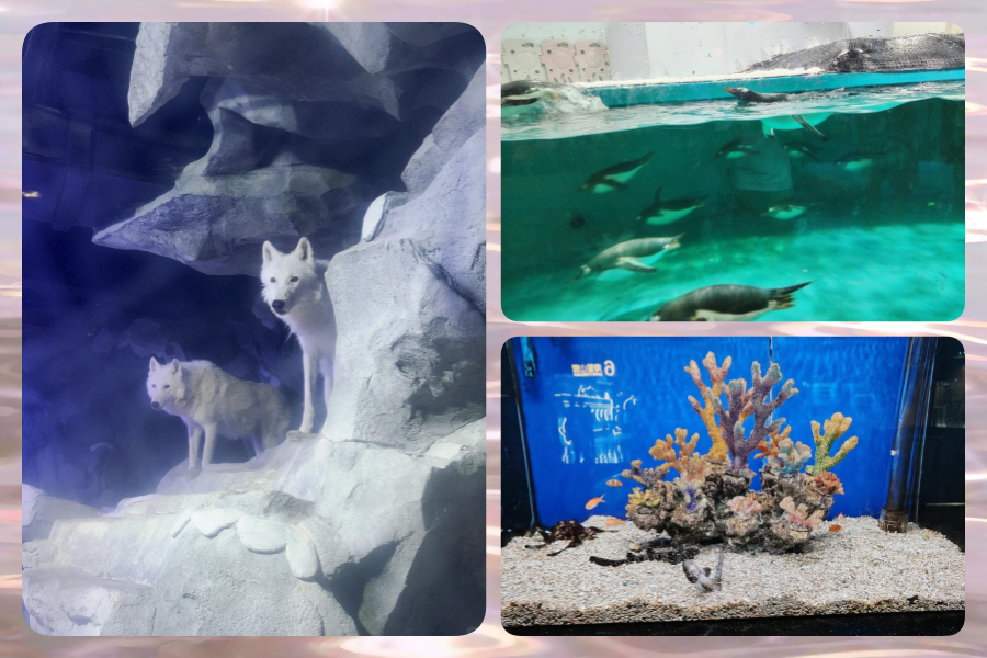 202507091153-4692219744.png 海洋5.png