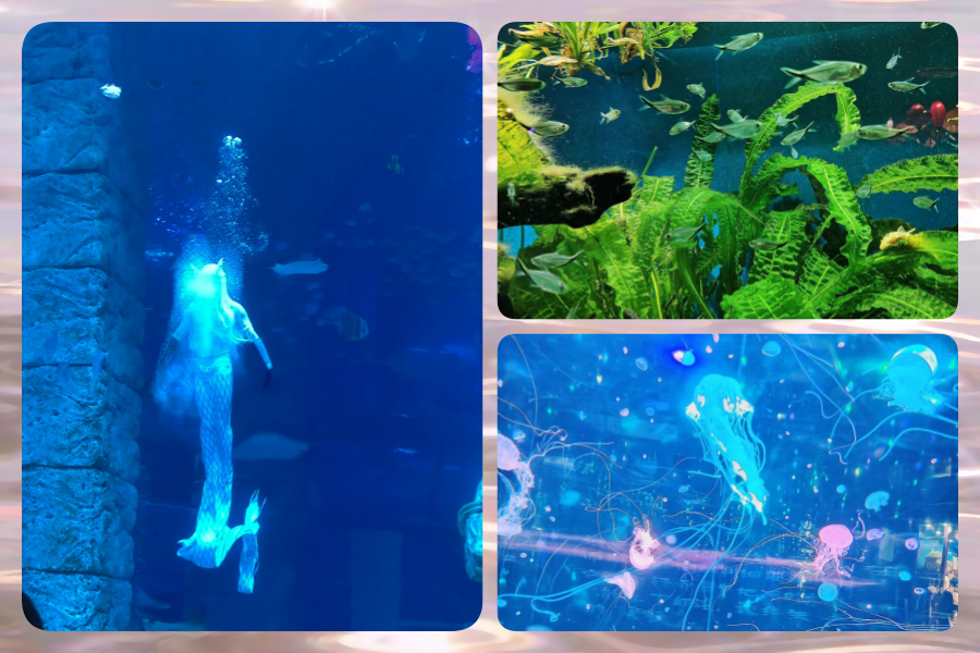 202507091153-6301611134.png 海洋3.png