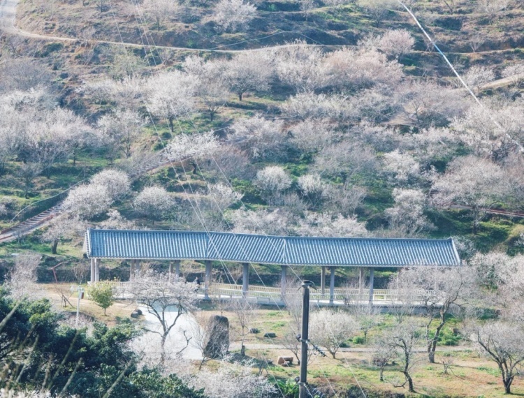 產品圖片