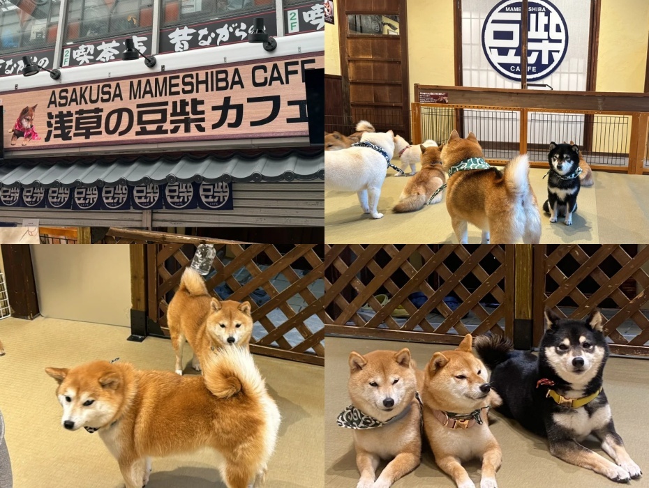 豆柴咖啡店.jpg