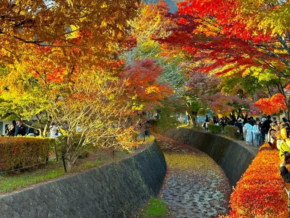 河口湖枫叶回廊.jpg