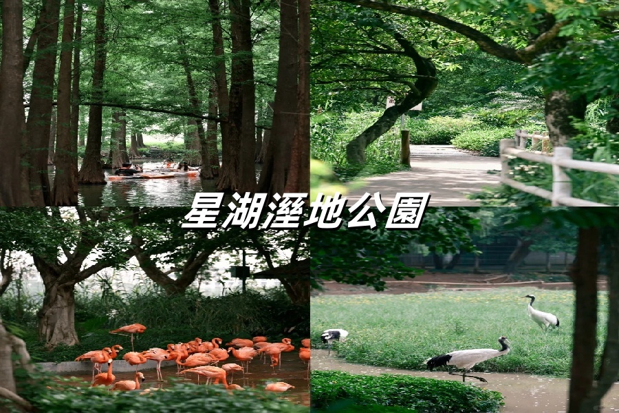 七星岩｜水中森林&小鸟新天堂_1_琴棋书画_来自小红书网页版.jpg