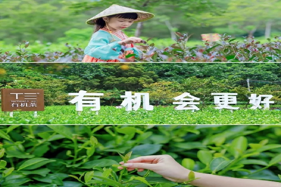 来茶山当一日“闲人”吧_1_T三_来自小红书网页版.jpg