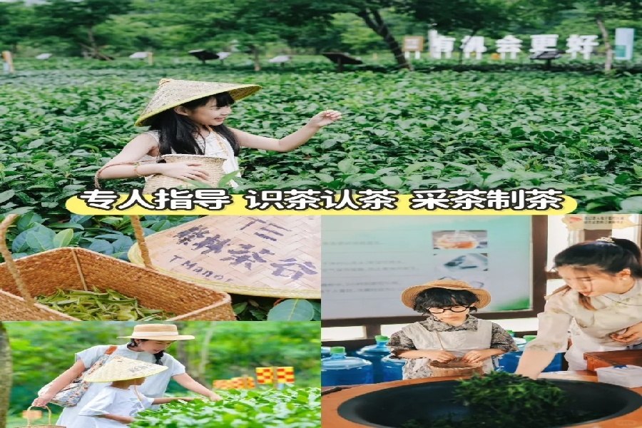 广深暑假遛娃🔥把课堂搬进茶园中茶艺研学_3_T三峰林茶谷_来自小红书网页版.jpg