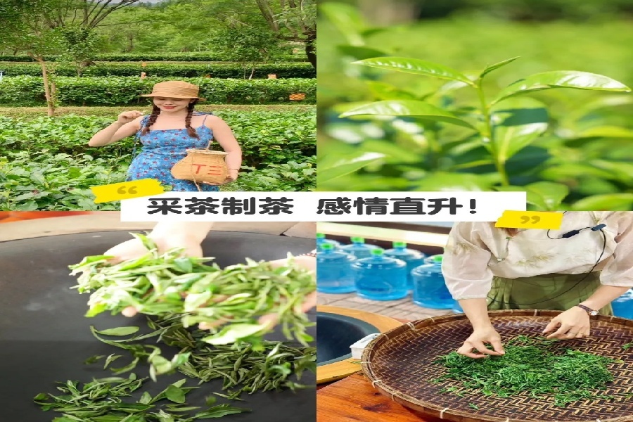 闯进广东绿野仙踪！小众茶谷露营甜度爆表！_5_T三峰林茶谷_来自小红书网页版.jpg