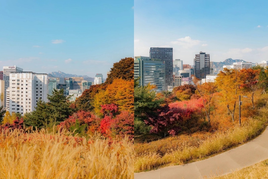 南山公园枫叶2.jpg