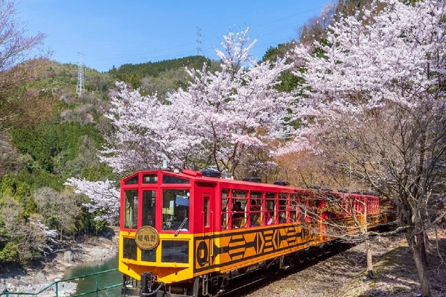 小原四季樱节1.jpg