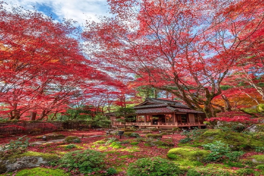日本红叶季丨京都神秘古寺与绝美红枫一日游_5_旅行者21号_来自小红书网页版.jpg
