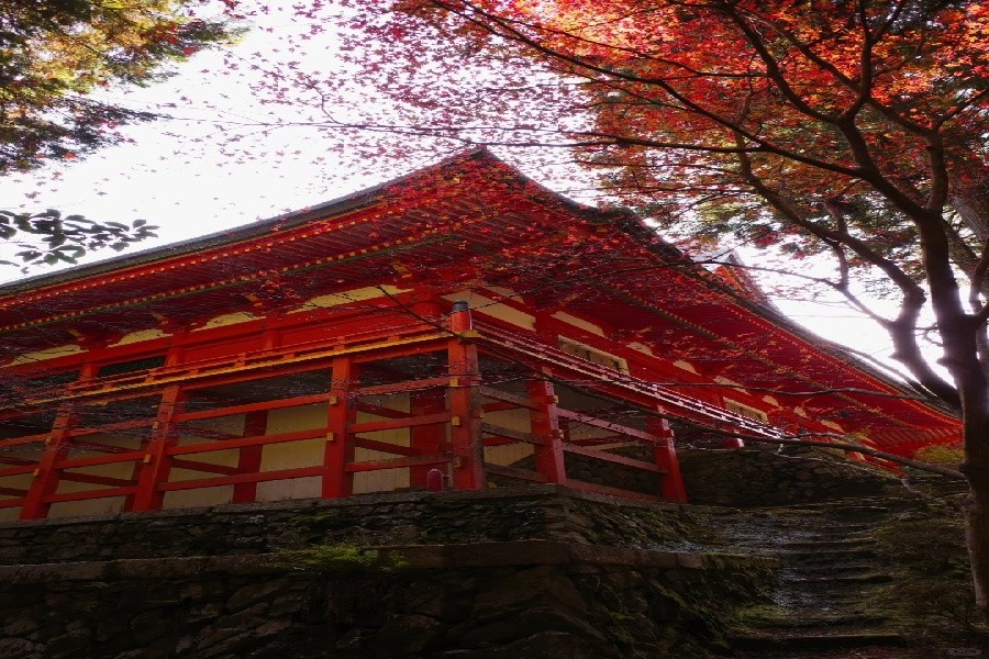 比叡山延历寺红叶見頃_5_澍_来自小红书网页版.jpg