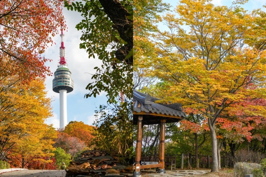 南山公园枫叶3.jpg