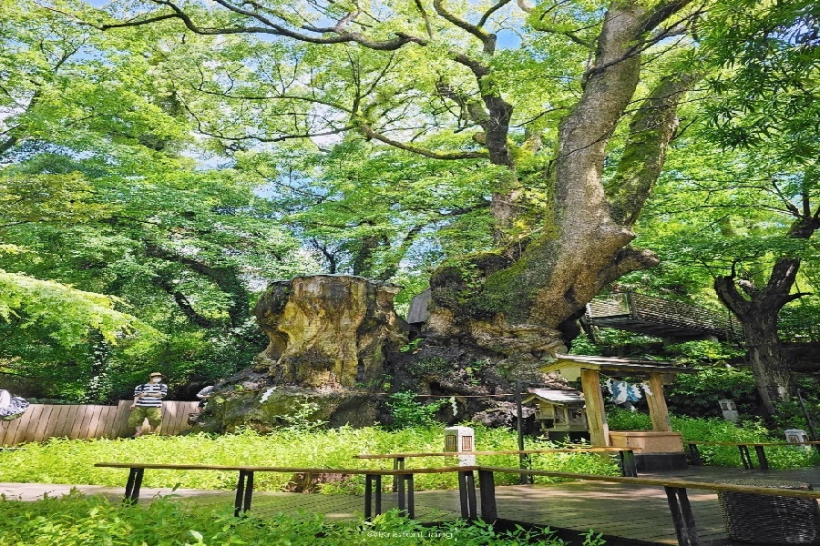 🇯🇵 靜岡熱海 ｜ 2100年樹齡的神木_1_KristenLiang_来自小红书网页版.jpg