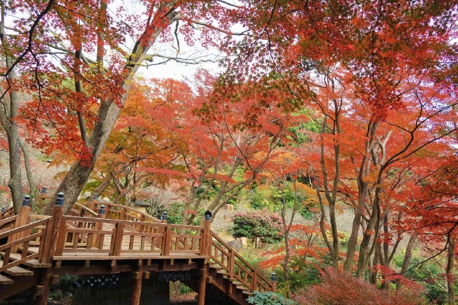 梅园赏枫景｜热海♨️_2_富士山下的猪窝_来自小红书网页版.jpg