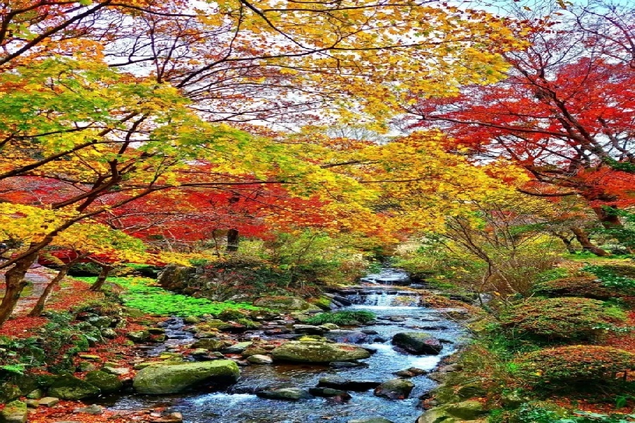 🍂东京周边「热海梅园」🍁日本蕞晚的红叶❗️_4_阳子日本包车_来自小红书网页版.jpg