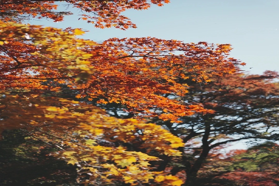 熱海梅園楓葉紅了 快點來！！_3_Alina_来自小红书网页版.jpg